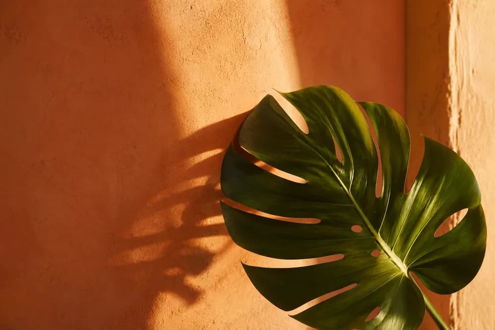 A minimalist close-up shot of a single green monstera leaf resting against a warm, softly textured terracotta wall. The lighting suggests late afternoon golden hour, casting long, soft shadows. The aesthetic is clean, calming, and organic, emphasizing negative space and the interplay between deep tropical green and earthy orange tones.